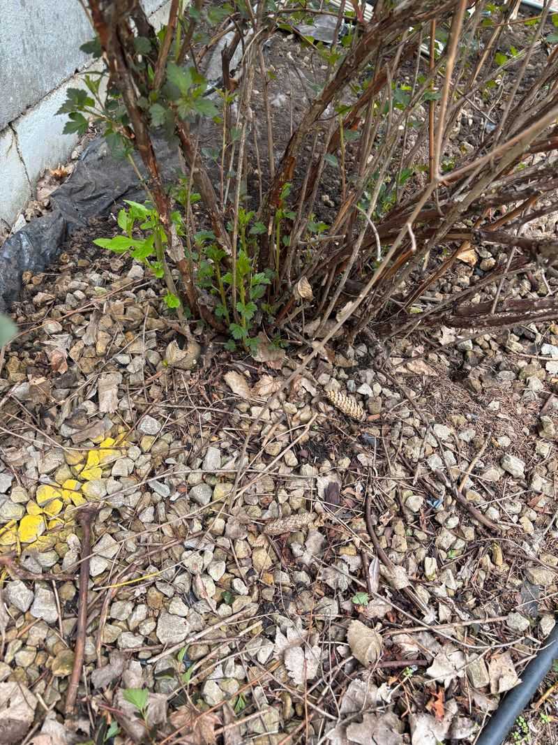 Use Winter Rejuvenation Only For Severe Overgrowth Use Winter Rejuvenation Only For Severe Overgrowth