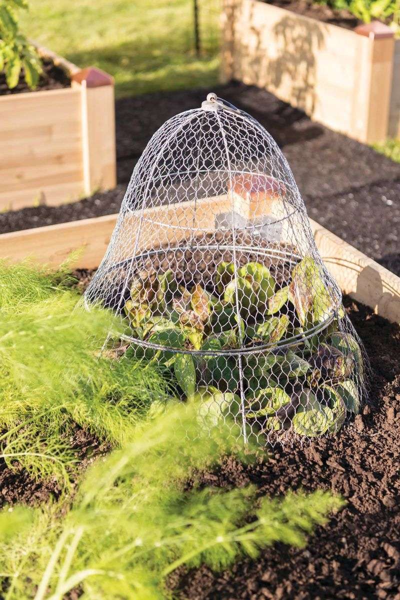Use Wire Cages Around Young Vegetables Use Wire Cages Around Young Vegetables