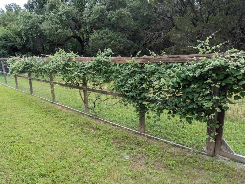 Using A Weak Fence As The Main Support