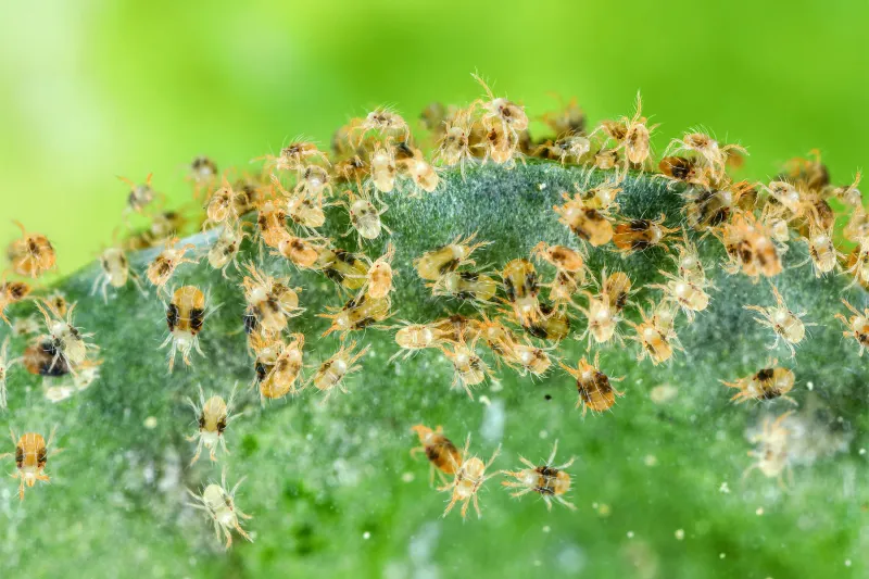 Using Broad-Spectrum Insecticides Without Confirming The Pest Using Broad-Spectrum Insecticides Without Confirming The Pest