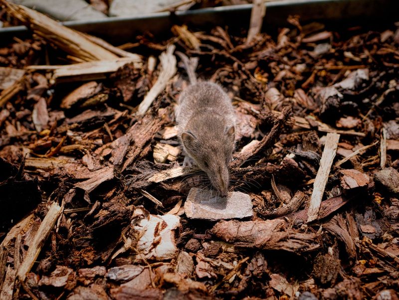 Using Mulch To Hide Clutter Instead Of Clearing It Using Mulch To Hide Clutter Instead Of Clearing It