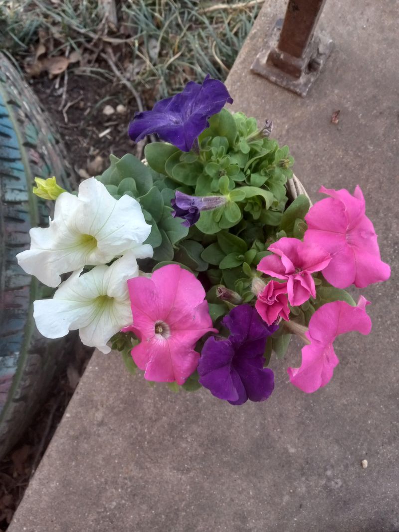 Using Pots That Are Too Small Using Pots That Are Too Small