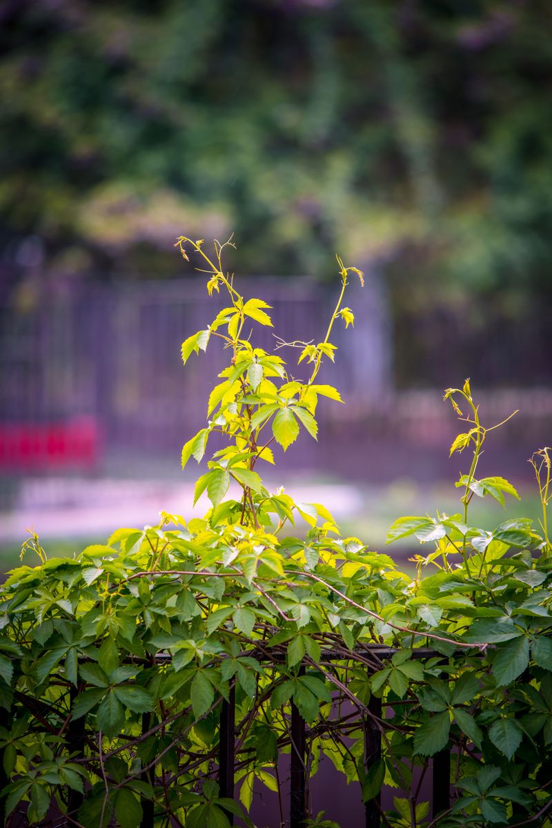 Using Rebar To Support Tall Or Climbing Plants Using Rebar To Support Tall Or Climbing Plants