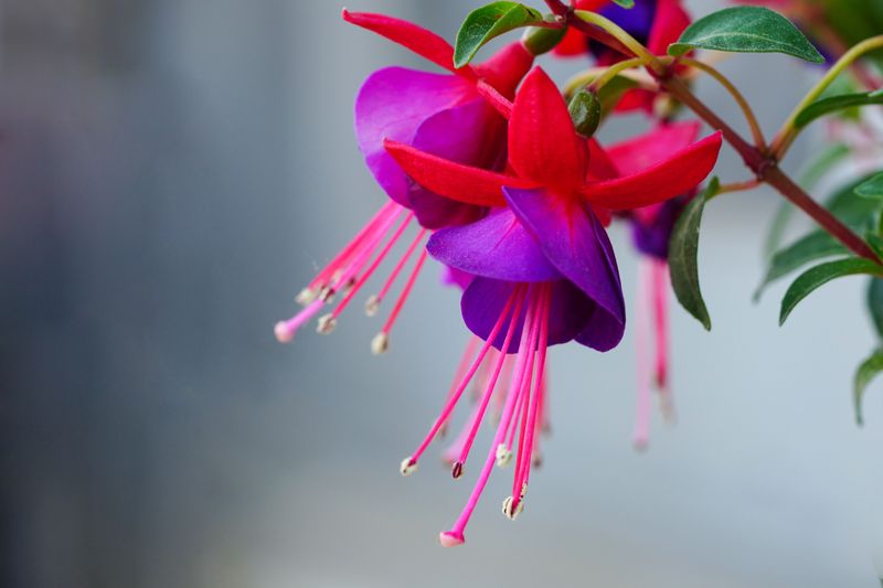 Using The Wrong Fertilizer Ratio For Blooms Using The Wrong Fertilizer Ratio For Blooms