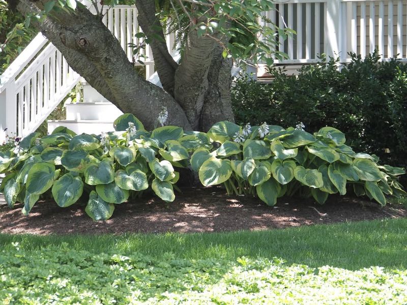 Using Thick Mulch Against Hosta Crowns Using Thick Mulch Against Hosta Crowns