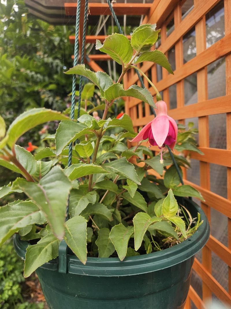 Using Tiny Containers That Dry Too Fast Using Tiny Containers That Dry Too Fast