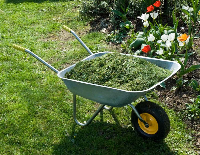 Using Wet, Matted Grass Clippings As Mulch Using Wet, Matted Grass Clippings As Mulch