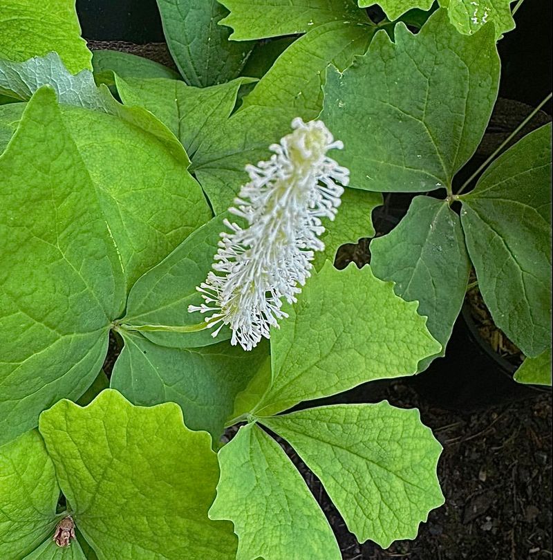 Vanilla Leaf Creates A Soft Green Drift Vanilla Leaf Creates A Soft Green Drift