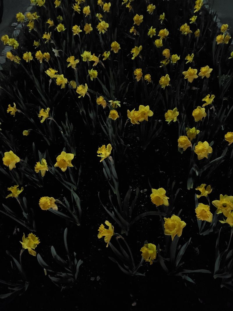 Varieties Bloom At Different Times Varieties Bloom At Different Times