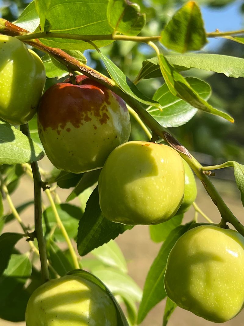 Variety Selection Influences Fruit Quality And Harvest Variety Selection Influences Fruit Quality And Harvest