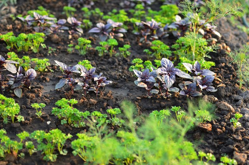 Vegetables And Herbs Bolt Or Turn Bitter Faster Vegetables And Herbs Bolt Or Turn Bitter Faster