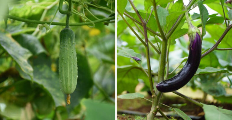 Vegetables Missouri Gardeners Should Feed Now For A Heavier July Harvest