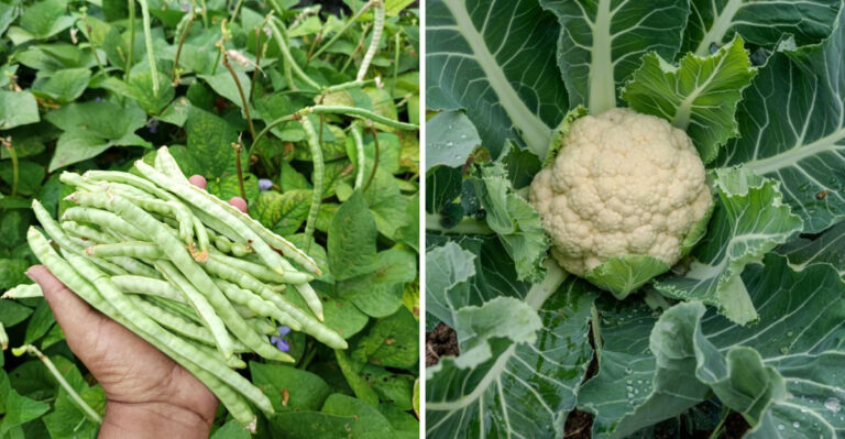 Vegetables That Actually Thrive In Virginia’s Piedmont Clay Soil
