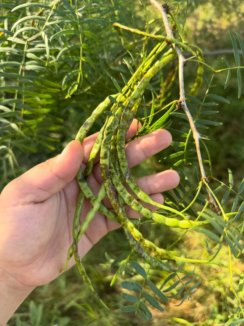 Velvet Mesquite Is The Tree Velvet Mesquite Is The Tree