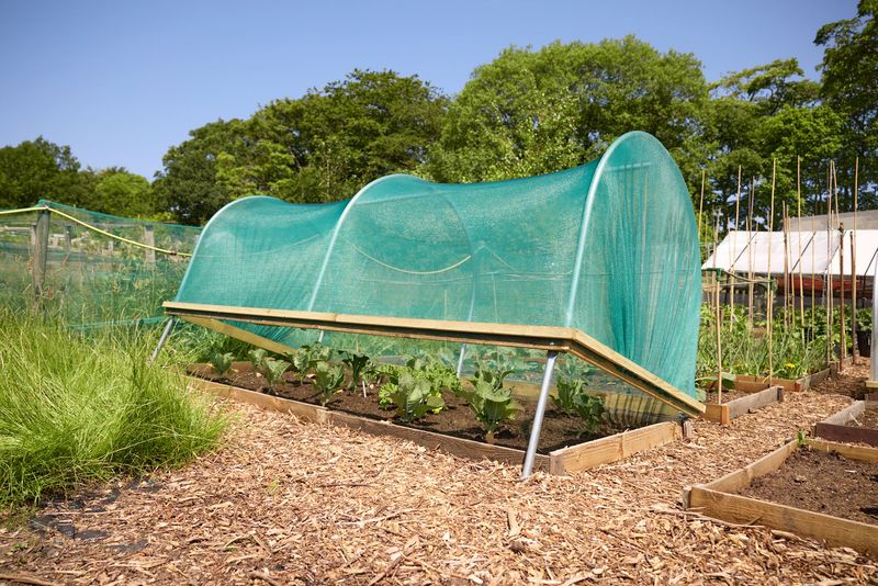 Vent Cloches On Hot Valley Days Vent Cloches On Hot Valley Days
