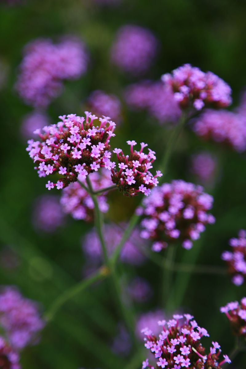 Verbena Verbena