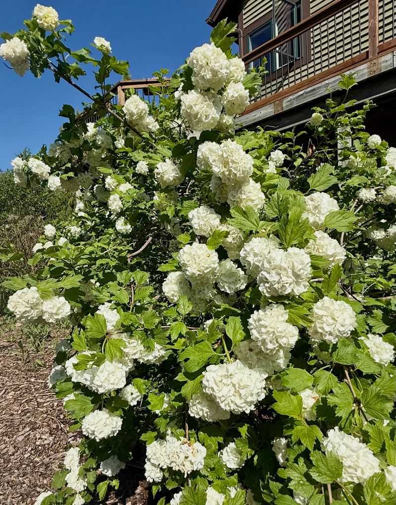 Viburnums Need Their Flowering Wood Left Intact