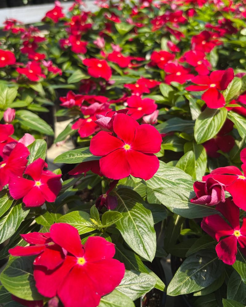 Vinca Vinca