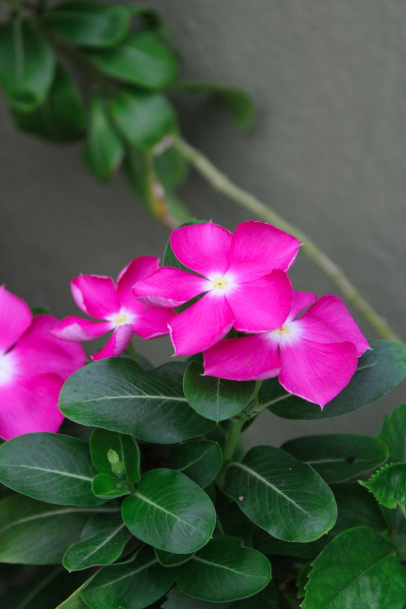 Vinca Vinca