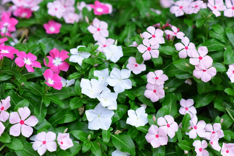 Vinca Vinca