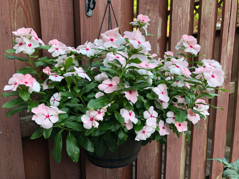 Vinca Handles Harsh Afternoon Sun