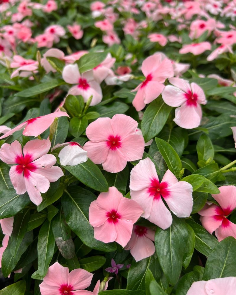 Vinca Keeps Flowering During Extreme Heat Vinca Keeps Flowering During Extreme Heat