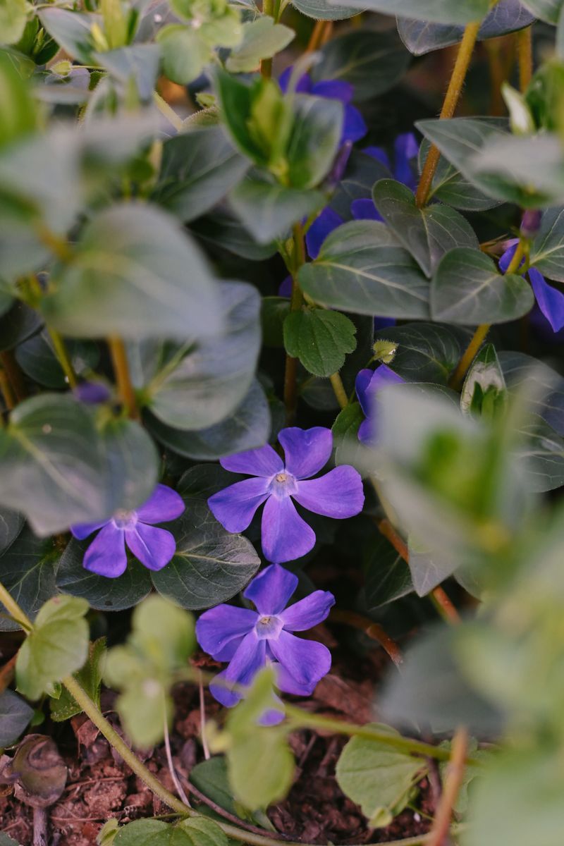 Vinca Vine