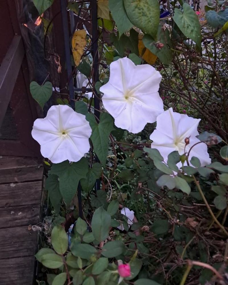Vine Growth Supports Evening Display
