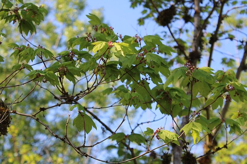 Vine Maple (Acer Circinatum) Vine Maple (Acer Circinatum)