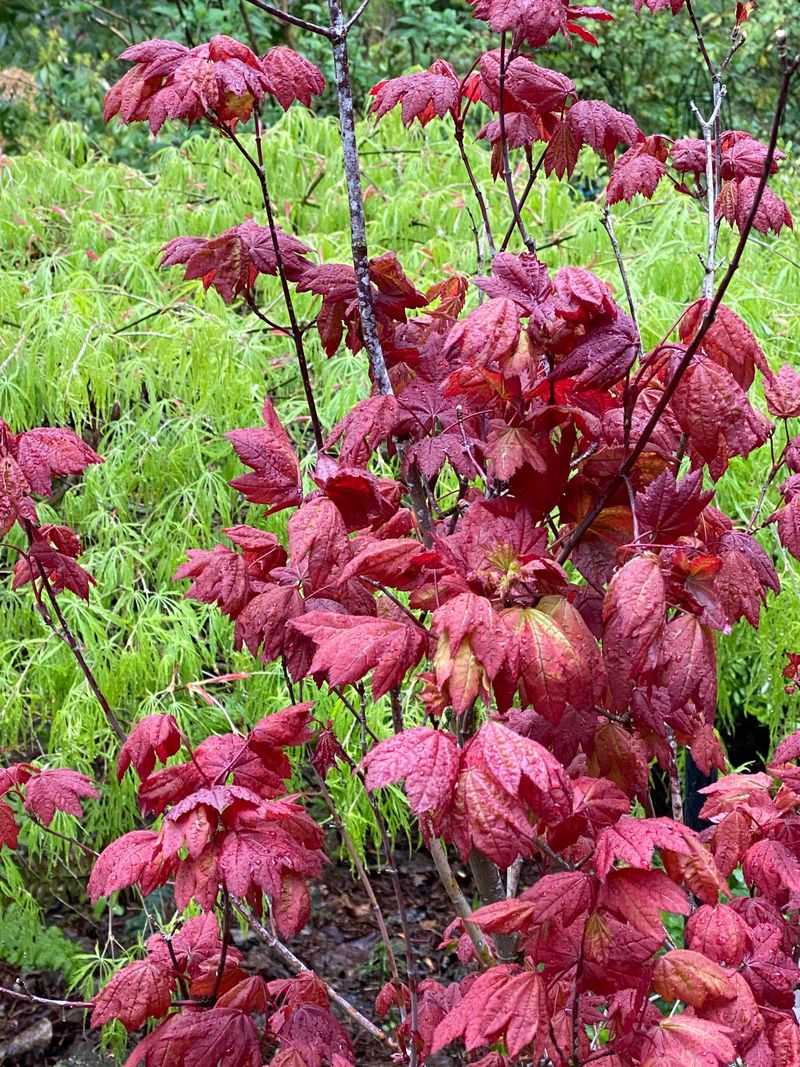 Vine Maple Vine Maple