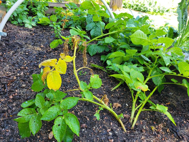 Vines Are Losing Strength Vines Are Losing Strength