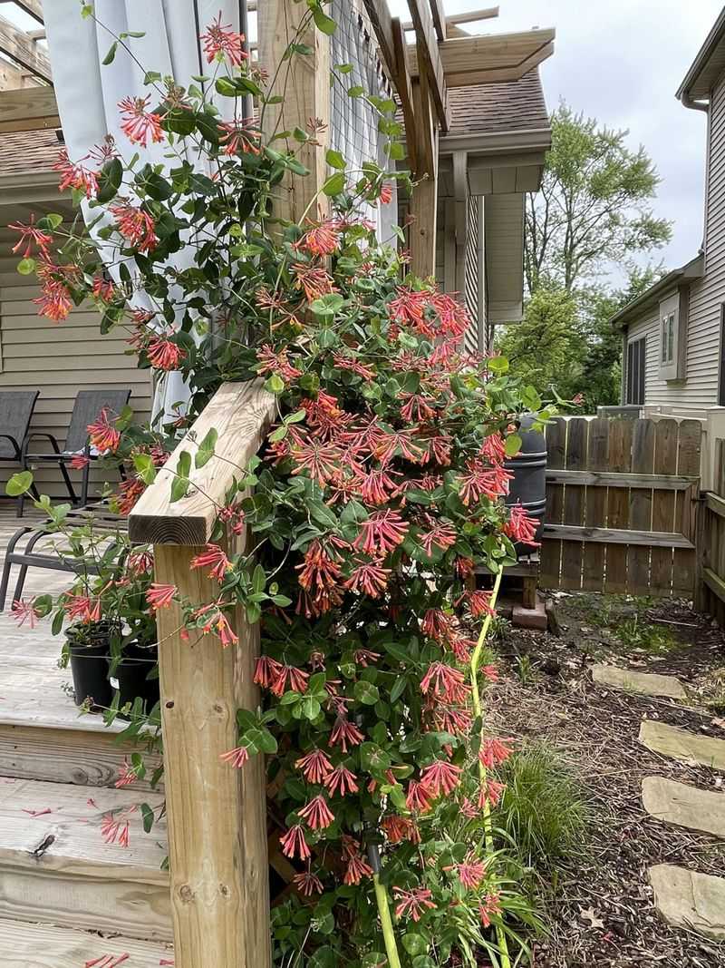 Vines Can Carry Fire Upward Vines Can Carry Fire Upward