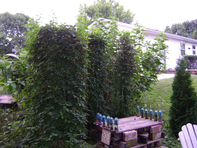 Vines Need A Trellis Before They Take Over Vines Need A Trellis Before They Take Over