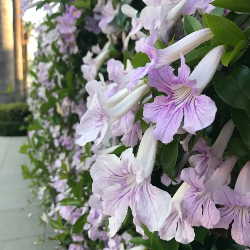 Violet Trumpet Vine Fills Trellises Once Established Violet Trumpet Vine Fills Trellises Once Established