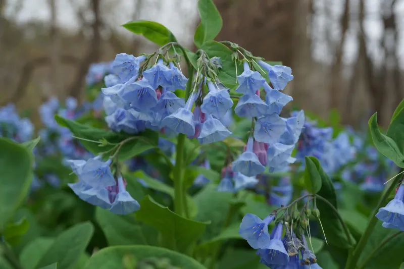 Virginia Bluebells Virginia Bluebells