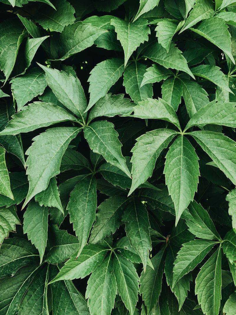 Virginia Creeper Virginia Creeper