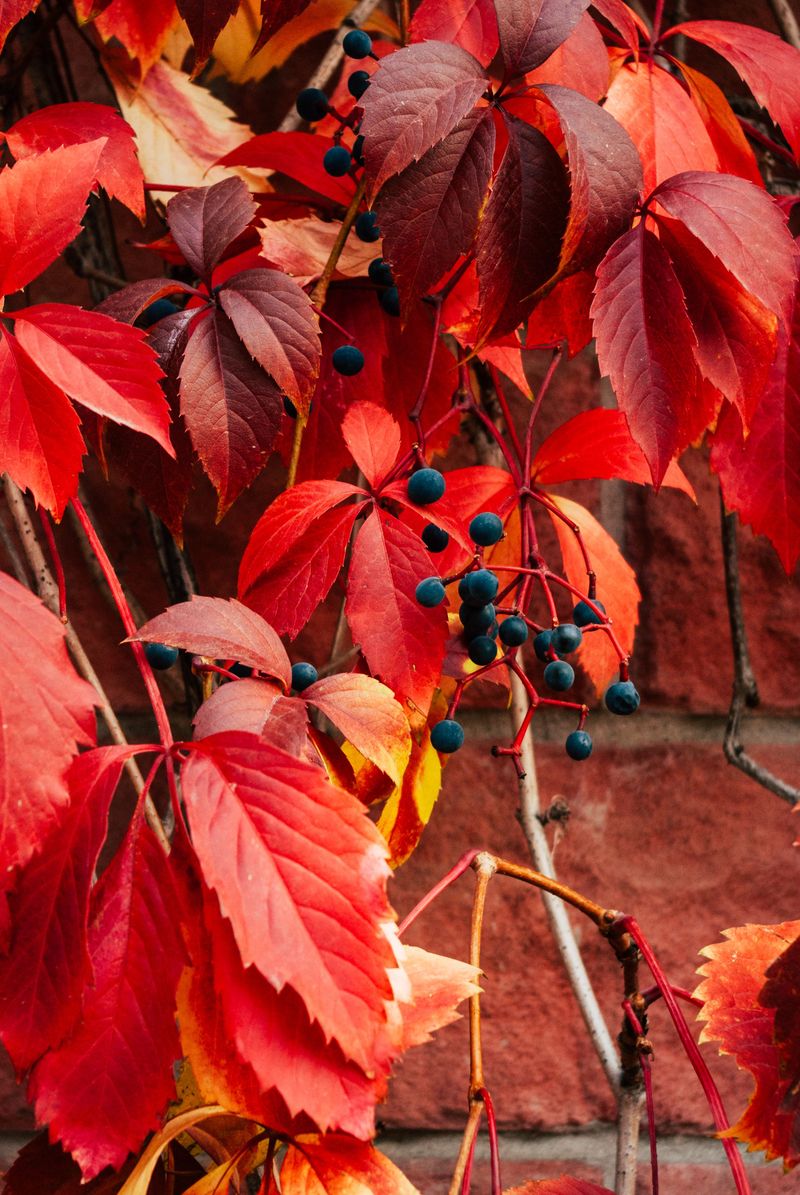 Virginia Creeper
