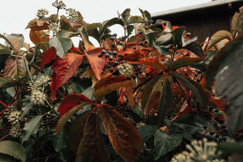 Virginia Creeper Virginia Creeper