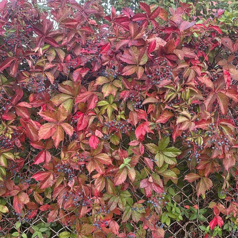 Virginia Creeper Quickly Covers Fences And Arbors Virginia Creeper Quickly Covers Fences And Arbors