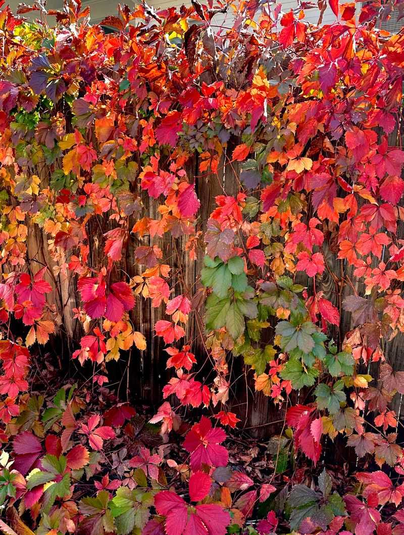 Virginia Creeper 