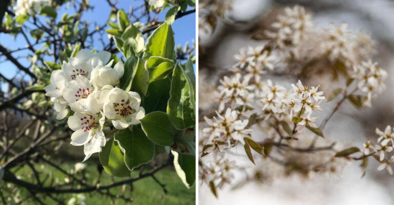 Virginia Gardeners Are Swapping Bradford Pears For Native Serviceberry