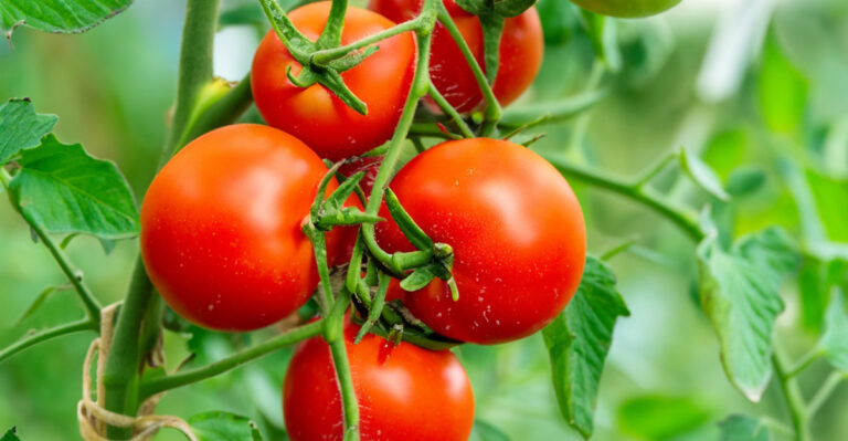 Virginia Gardeners’ Methods For Speeding Up Tomato Ripening In July