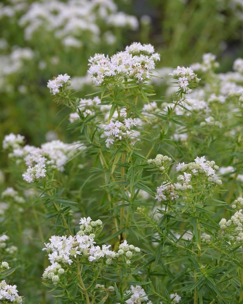 Virginia Mountain Mint