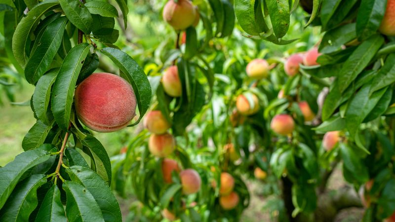 Virginia Peach Orchards Thrive In Piedmont Clay