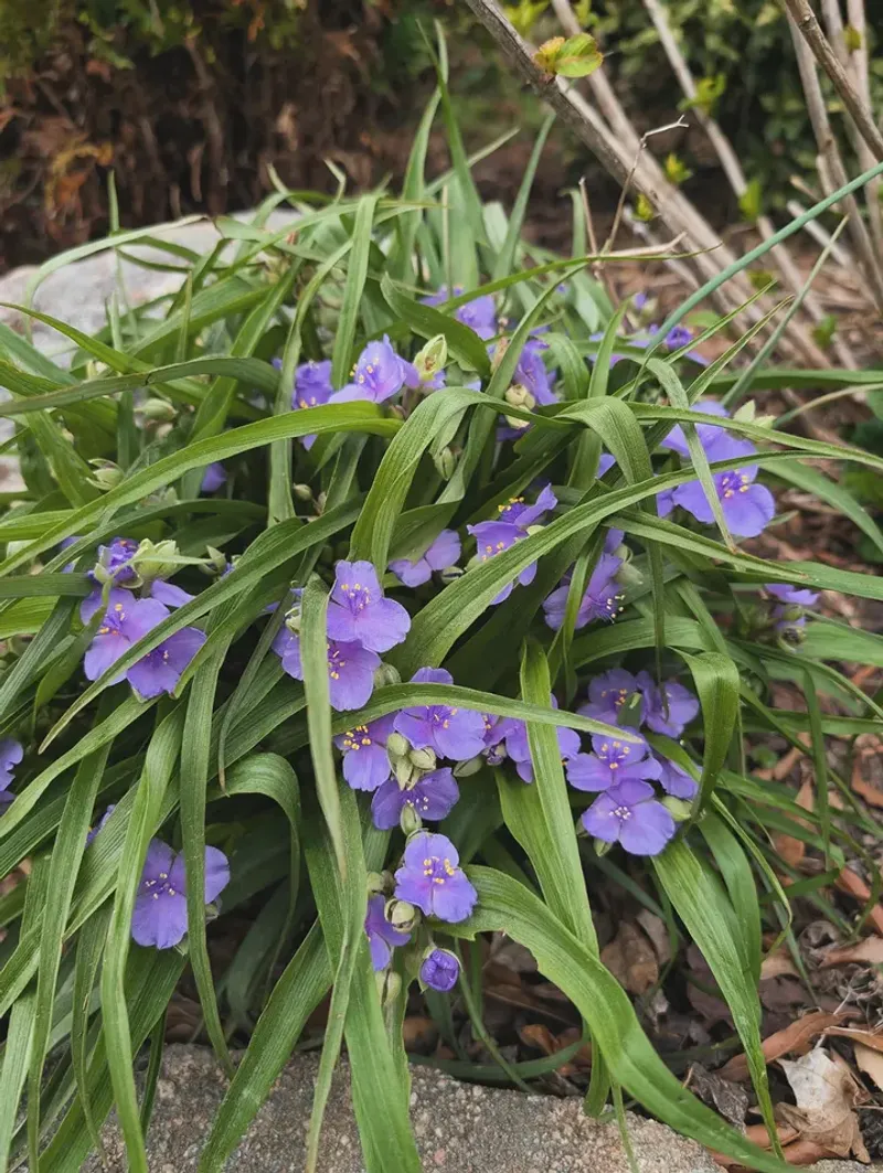 Virginia Spiderwort Fits The Difficult Shade Corner