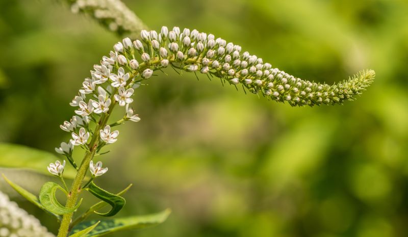 Virginia Sweetspire (Itea Virginica) Virginia Sweetspire (Itea Virginica)