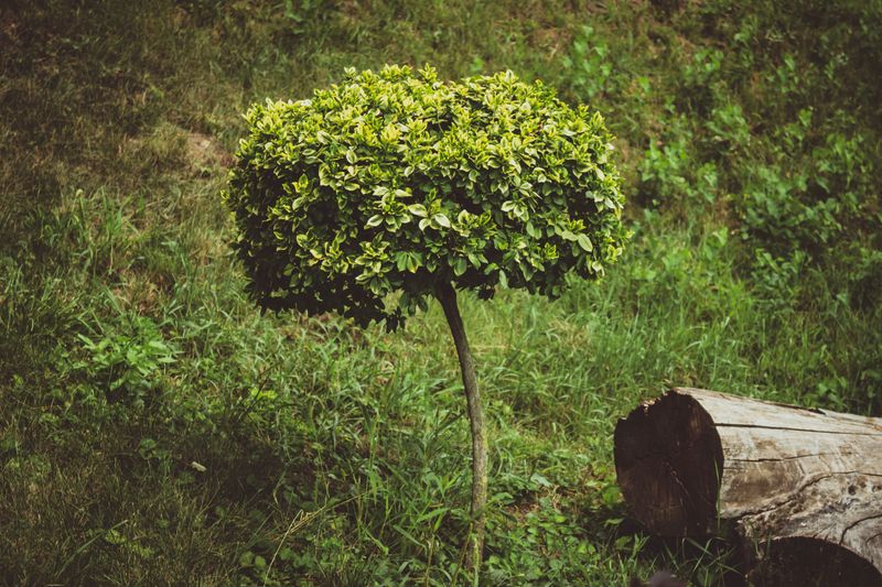 Virginia's Climate Makes The Smell Worse