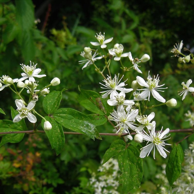 Virgin's Bower Produces Clusters Of White Flowers Virgin's Bower Produces Clusters Of White Flowers