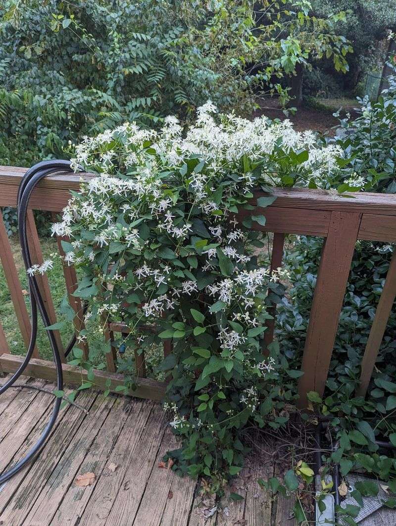 Virgin's Bower Softens Hot Fences Virgin's Bower Softens Hot Fences