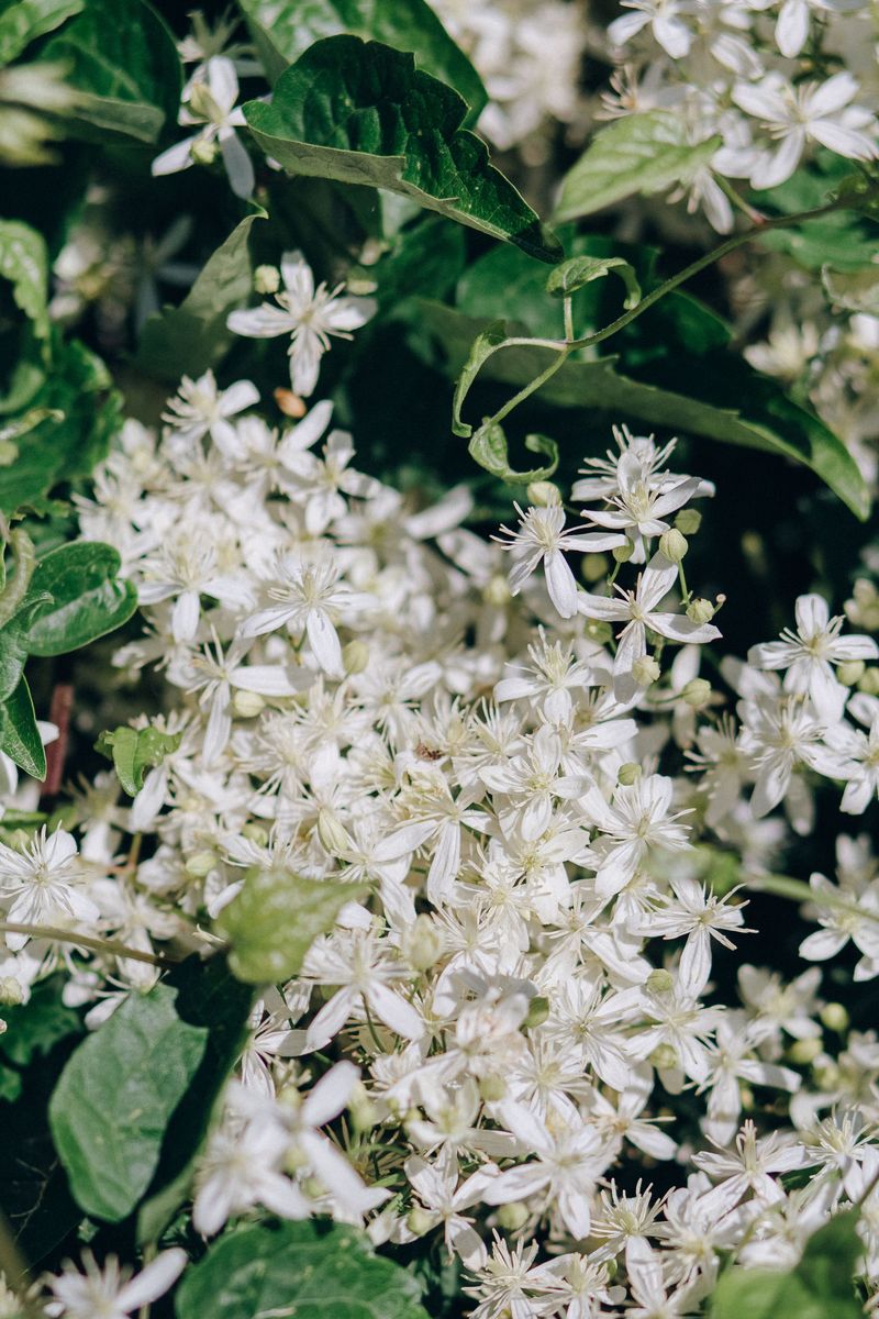 Virgin's Bower
